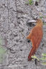 Great Fufous Woodcreeper