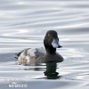 Greater Scaup