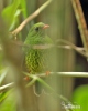 Green-and-black Fruiteater