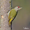 Grey-headed Woodpecker