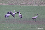 Grulla común