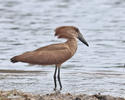 Hammerkop