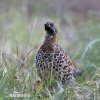 Hasel Grouse