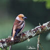 Hawfinch