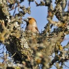 Hawfinch