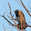 Hooded Crow