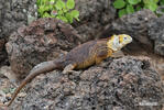 Iguane terrestre des Galapagos