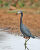 Kleine blauwe reiger