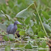 Kleine blauwe reiger