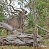 Kudu