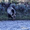 Kuzey Amerika boz ayısı