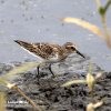 Least Sandpiper