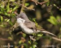 Lesser Whitethroat