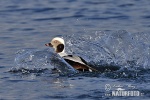 Long Tailed Duck