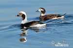 Long Tailed Duck