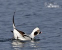 Long Tailed Duck