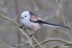 Long-tailed Tit