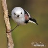 Long-tailed Tit