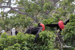 Magnificent Frigatebird