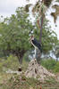 Marabou Stork