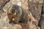 Marmotte à ventre jaune