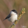 Marsh Tit