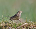 Meadow Pipit