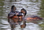 Mergulhão-de-pescoço-preto