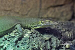 Mertens´s Water Monitor