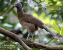Mexicansk Chachalaca