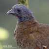 Mexicansk Chachalaca