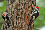 Middle Spotted Woodpecker