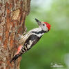 Middle Spotted Woodpecker