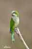 Monk Parakeet