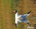 Mouette rieuse