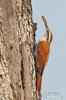 Narrow-billed Woodcreeper