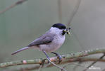 Parus palustris