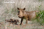 Phacochoerus africanus