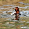 Pochard