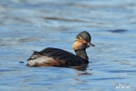 Podiceps nigricollis