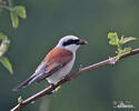 Red-backed Shrike