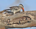 Red-billed Hornbill