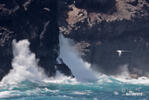 Red billed Tropicbird