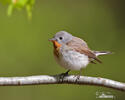 Red-breasted Flycatcher