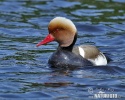 Red-crested Pochard