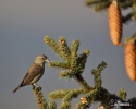 Red Crossbill