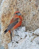 Red Crossbill