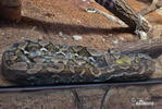 Reticulated Python