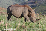 Rhinocéros blanc