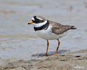 Ringed Plover